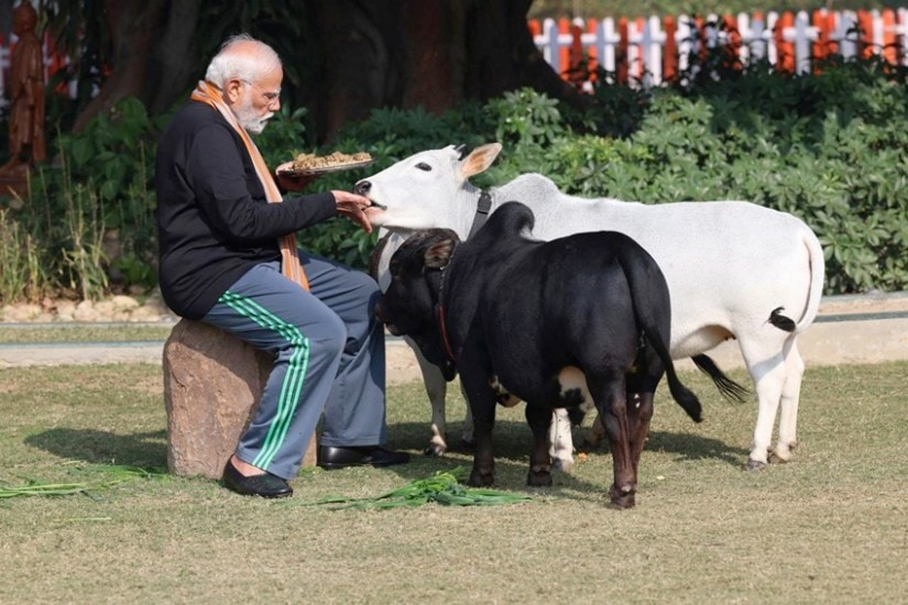 Feed Cows