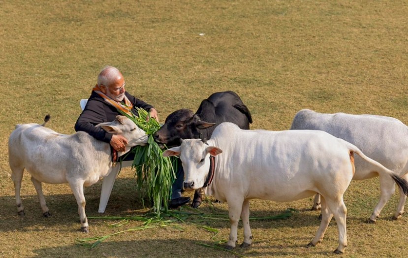 modi feed cows