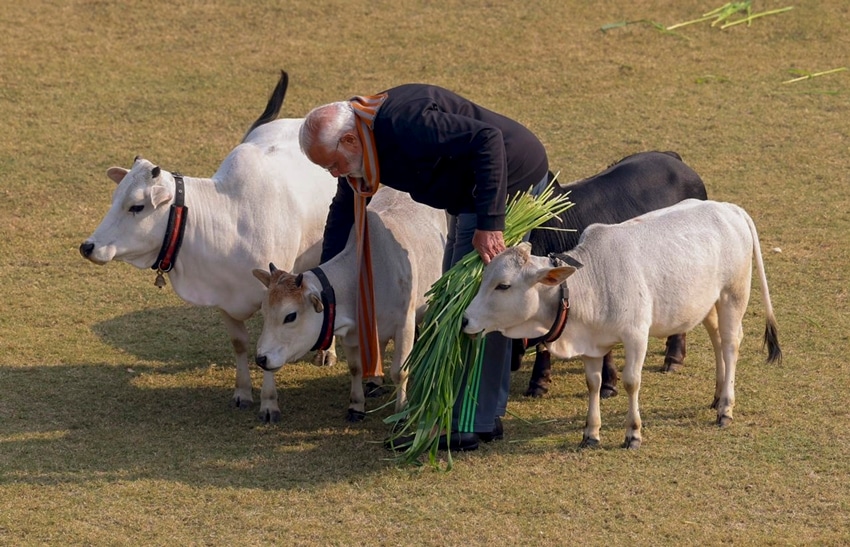 cow in prime minister residence