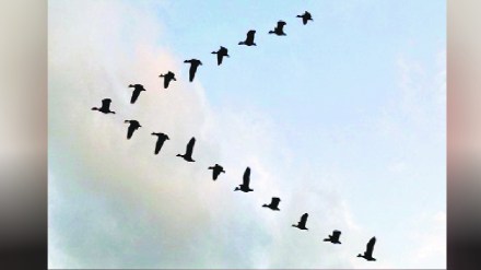 Loksatta kutuhal Innate intelligence Loksatta kutuhal Innate intelligence