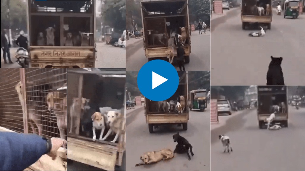 Viral VIDEO Biker Sets Free Dogs Being Carried In Agra Nagar Nigam Van On Highway In UP
