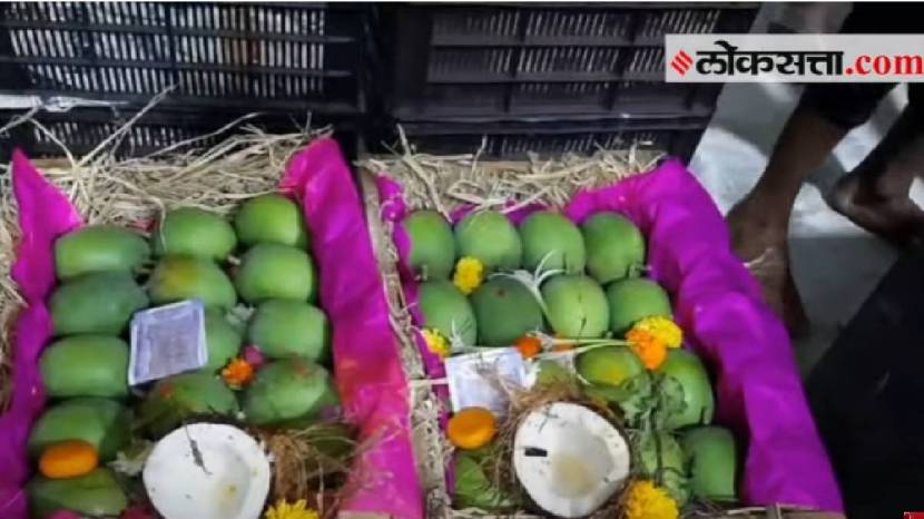 First Mango Of The 2024 Reached APMC Navi Mumbai and Pune Check Prices Of Mango This Year One Piece of Aam At 400 Rupees