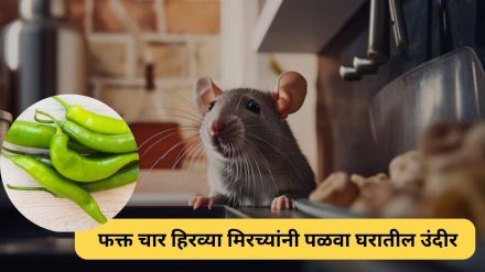 Kitchen Jugaad how to get rid of mouse at home with the help of Green chillies