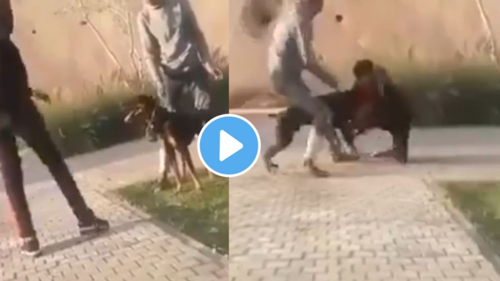 never fight with a dog a young man annoying a dog run over him shocking video goes viral