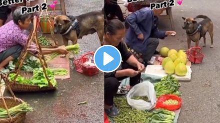 a dog buy vegetables for owner in market amazing video