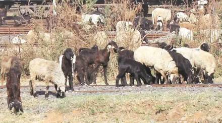 90 sheep died after eating cotton leaves