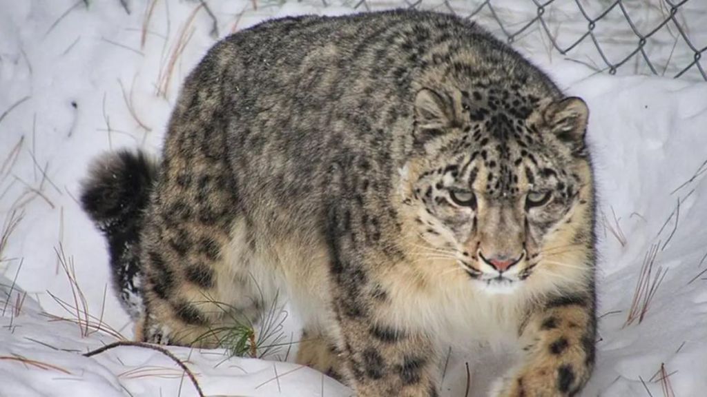 number of snow leopards in the country is 718 First report published