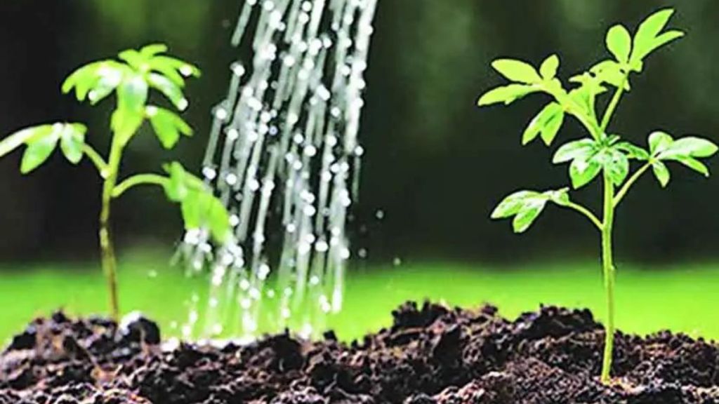 Plantation of 36 thousand trees in a year by municipality in Andheri