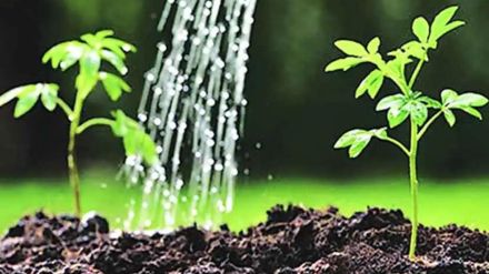 Plantation of 36 thousand trees in a year by municipality in Andheri