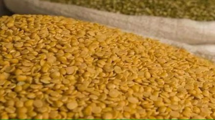 Increase in turdal prices due to fall in production