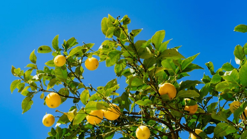 Trick For Lemon Tree