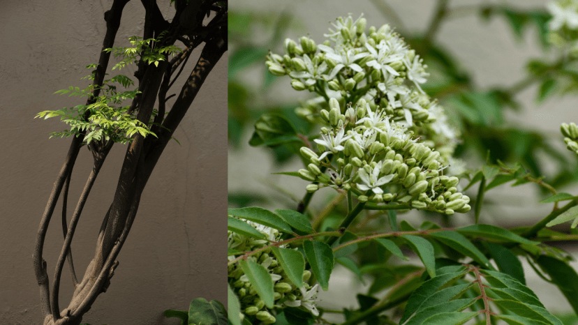 buttermilk or dahi best fertilizer for kadi patta know how to grow kadi patta faster