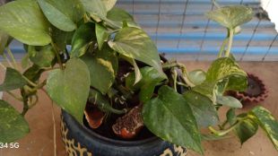 How To Grow Money Plant at home