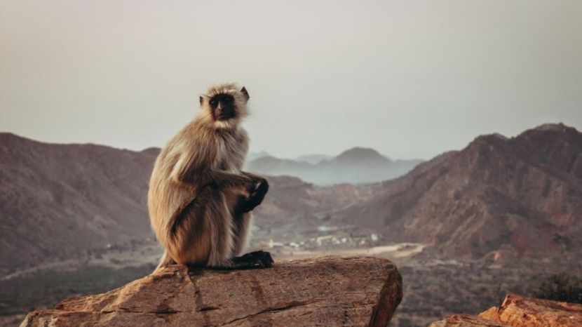 animals who went to space before humans