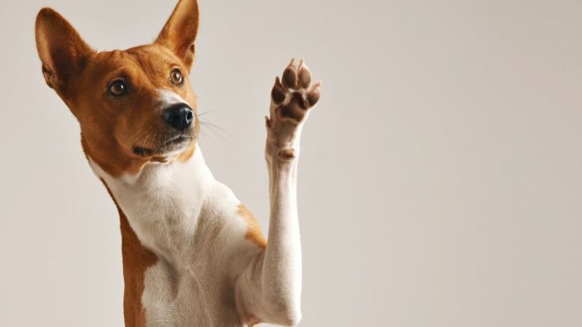 animals who went to space before humans