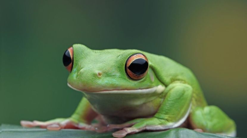 animals who went to space before humans