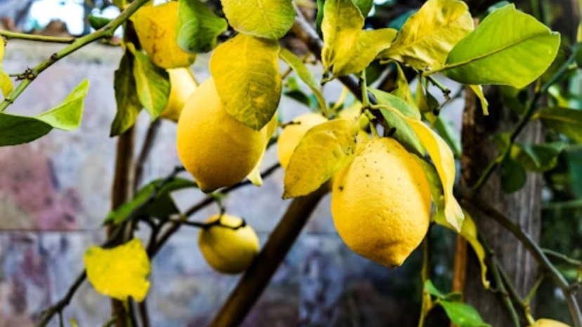 Trick For Lemon Tree
