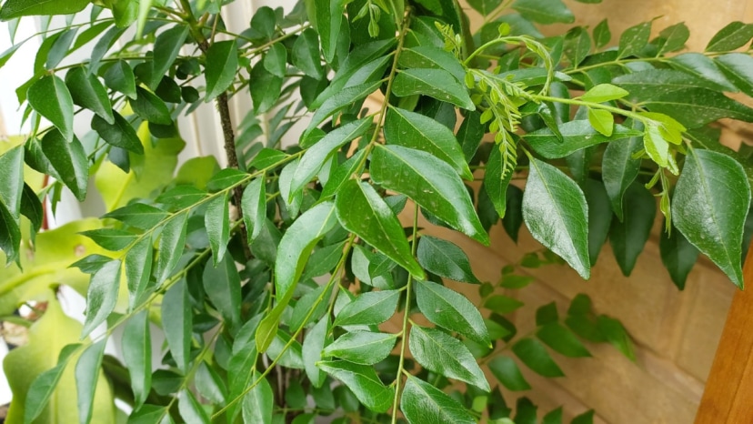 buttermilk or dahi best fertilizer for kadi patta know how to grow kadi patta faster