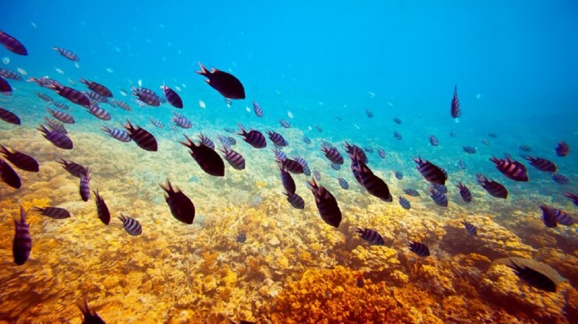 best scuba diving destination in india pm modi enjoys diving in gujarat panchkuian beach