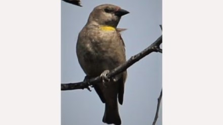 Bhandara Chestnut-shouldered Petronia hunting and selling illegal Pawni Forest Department poachers arrest Bhandara Chestnut-shouldered Petronia hunting and selling illegal Pawni Forest Department poachers arrest