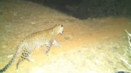 Leopard stay at Sherpar village in Deori taluka forest department warned people to be alert