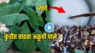 Video Jugaad Grow Aluvadi Leaves In Home Garden Kundi WIthout Spending One Rupee How To Make Fertilizer With Dal Rice Water
