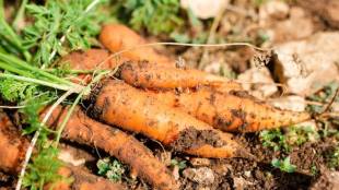 Benefits of having carrots in winter daily one carrot Benefits