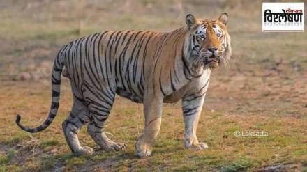 tigers Chandrapur district