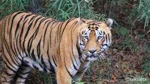 tiger from Tipeshwar sanctuary
