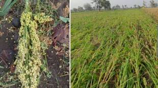 Unseasonal rain Washim