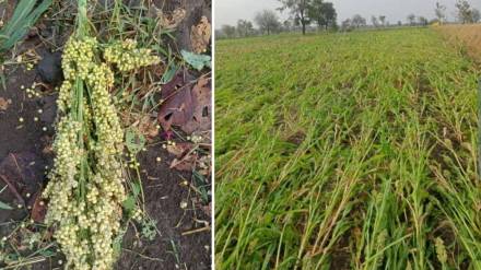 Unseasonal rain Washim