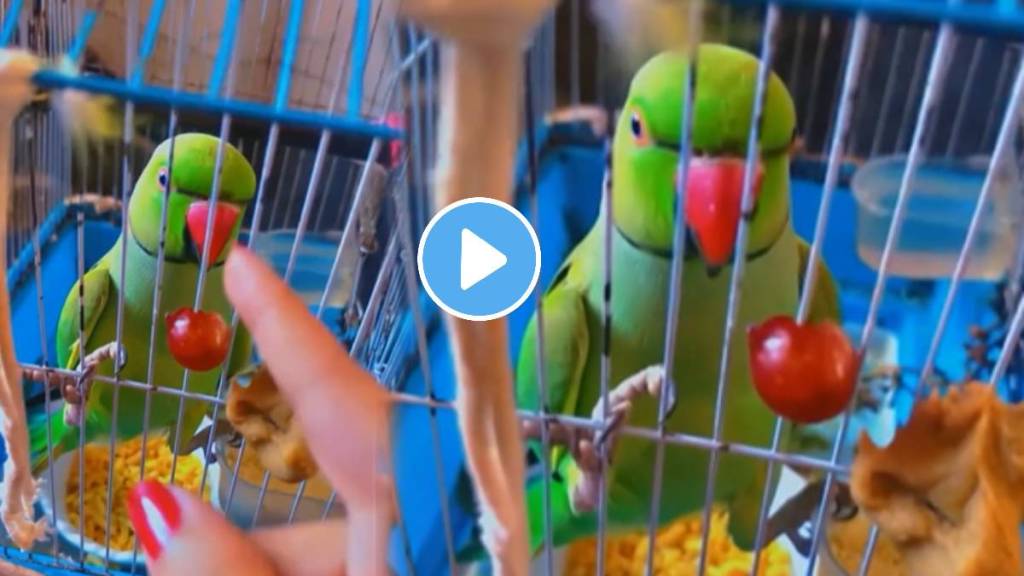 Parrot talking in marathi fight with women video viral on social media Parrot talking in marathi fight with women video viral on social media
