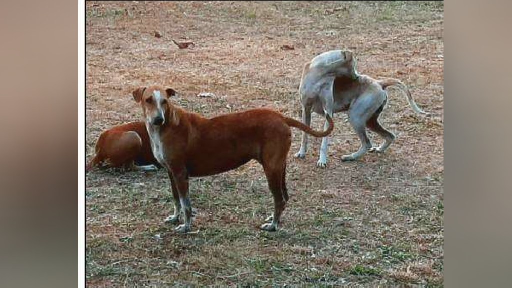 Citizens are suffering due to increasing movement of dogs in Koparkhairane navi Mumbai