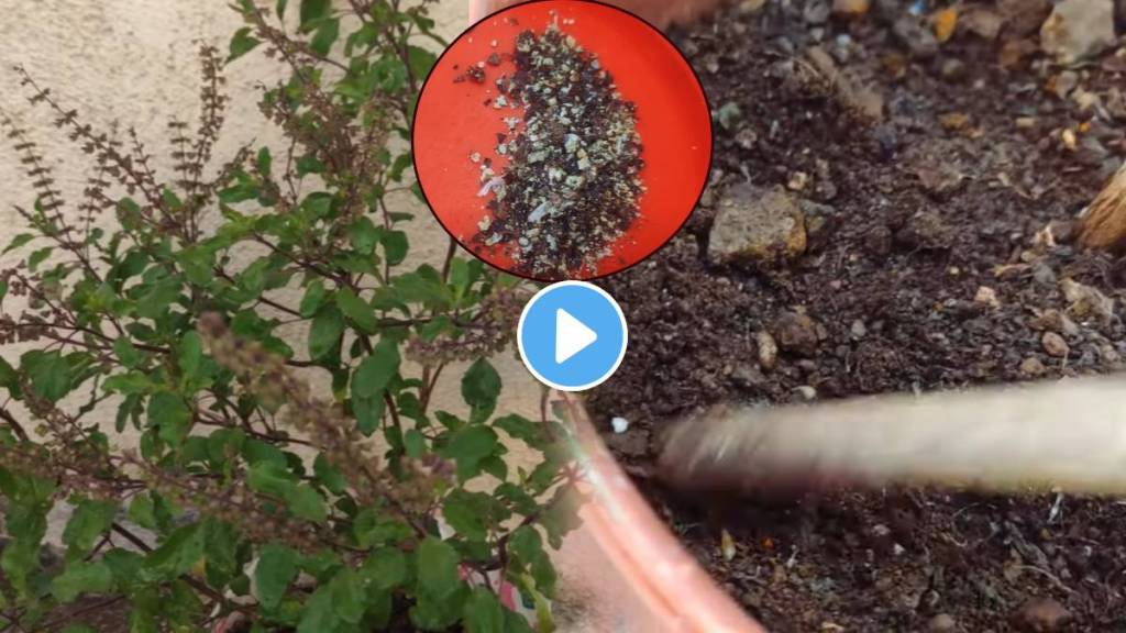 Tulsi Plant Will Grow Faster Greener With These Two Spices Remedies to Remove Fungus From Plants Manjiri Follow Water Rules