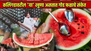 Spot These Signs On Watermelon To Know If It Is Sweet Without Tasting or Cutting Find Out Sweet Water Melon Jugad To Save Money