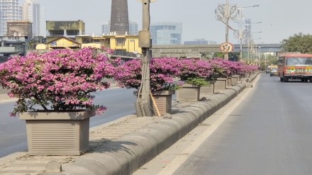 मुंबईतील प्रमुख उड्डाणपुलांना बोगनवेलचा साज (छायाचित्र - लोकसत्ता टीम)
