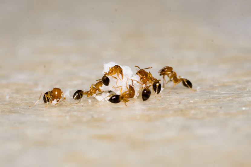 how to get rid of ants in the house quickly home remedies to get rid from ants Get Rid of Ants Fast Cheap and Easy tricks