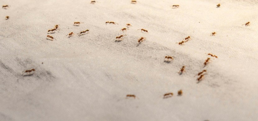 how to get rid of ants in the house quickly home remedies to get rid from ants Get Rid of Ants Fast Cheap and Easy tricks