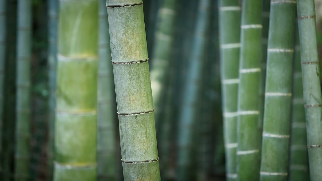 Bamboo Mumbai