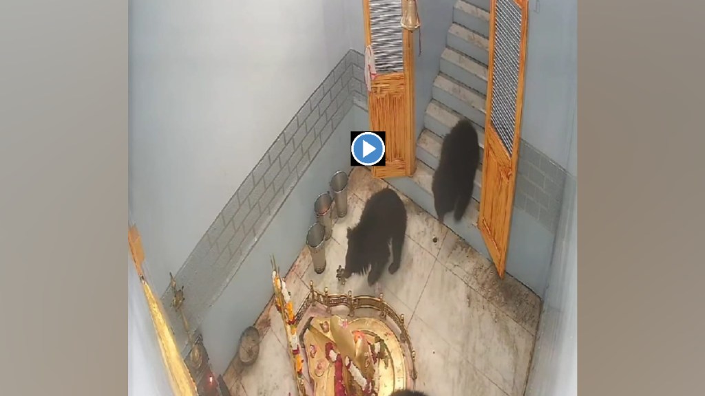 buldhana, bear, three cubs, temple, dongarshewali village,chikhali tehsil, viral video,