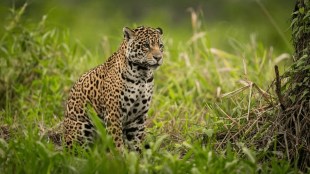 buldhana, farmer died in leopard attack, dnyanganga wildlife sanctuary