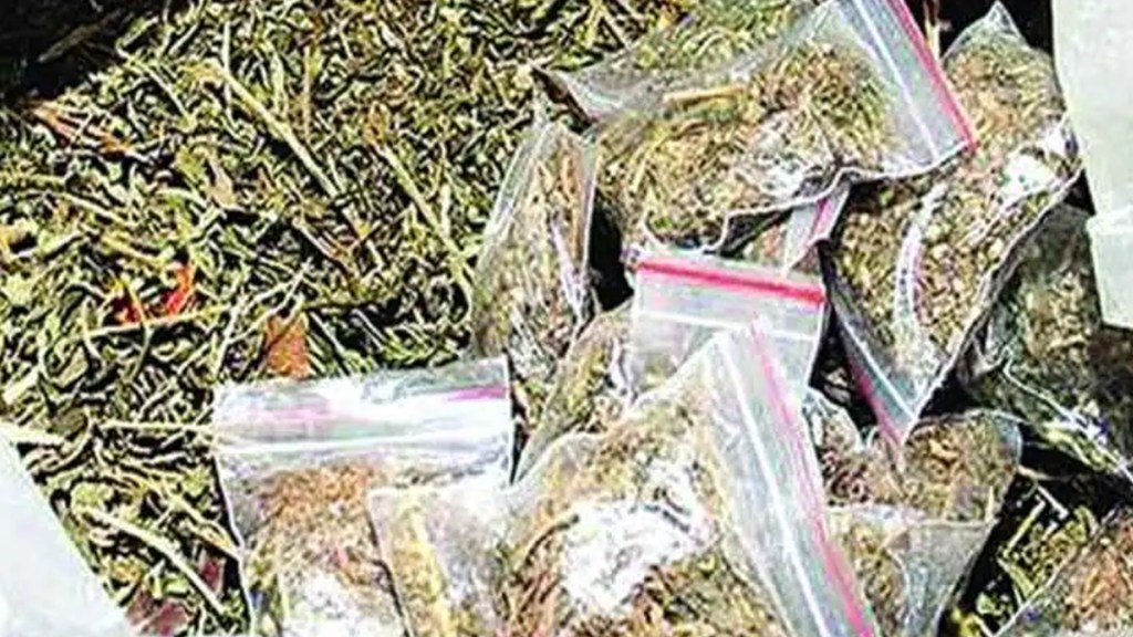 navi mumbai, 20 kg ganja, anti encroachment drive