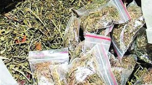 navi mumbai, 20 kg ganja, anti encroachment drive