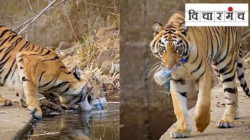 tadoba andhari tiger reserve marathi news, tiger with plastic bottle marathi news