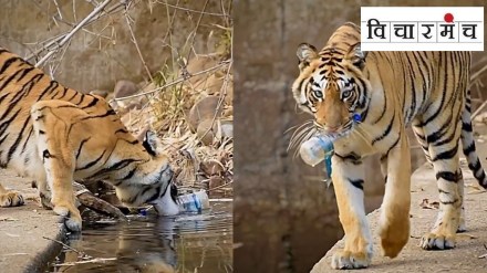 tadoba andhari tiger reserve marathi news, tiger with plastic bottle marathi news