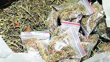 nagpur ganja smuggler marathi news, ganja smuggler arrested in nagpur marathi news, ganja of rupees 2 crores seized by dri nagpur marathi news