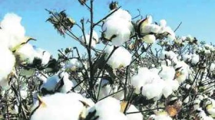 seeds worth 9 lakhs seized from farmers in Andhra Pradesh