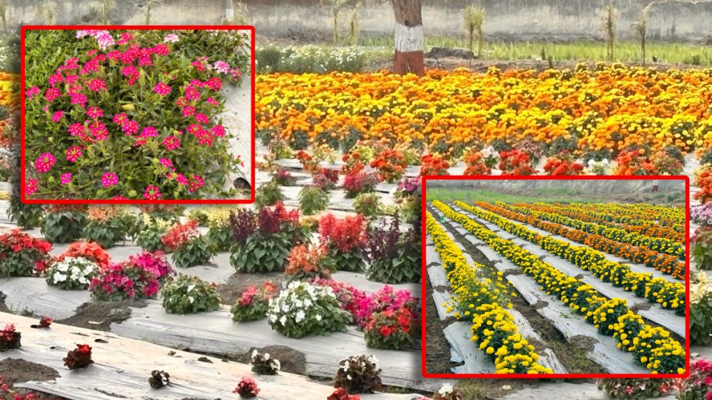 Floriculture Department of Dr Punjabrao Deshmukh Agricultural University Akola Floriculture Department of Dr Punjabrao Deshmukh Agricultural University Akola