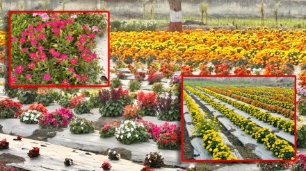 Floriculture Department of Dr Punjabrao Deshmukh Agricultural University Akola
