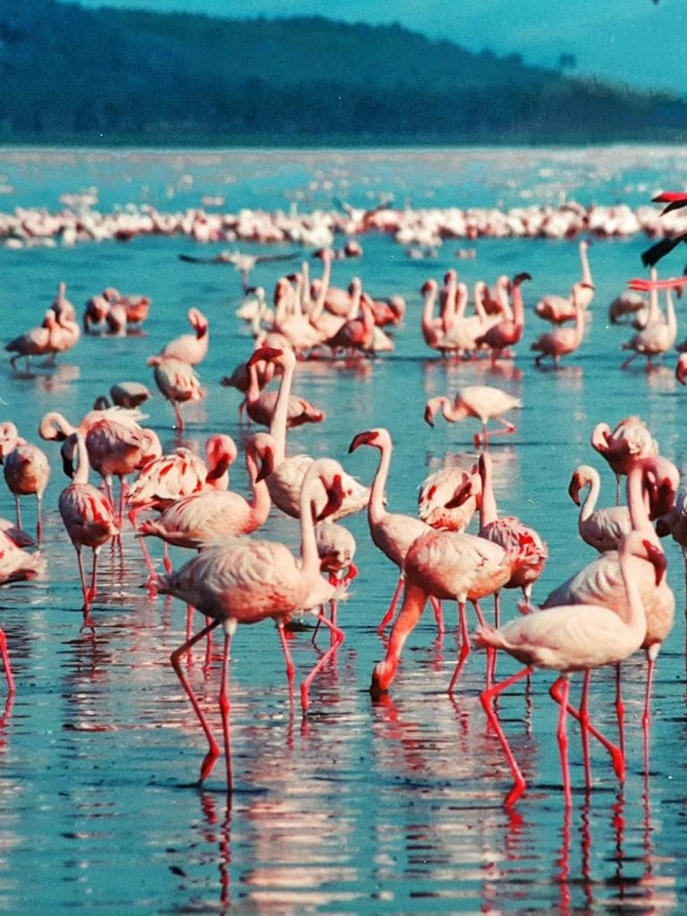 Travel Tips | Visa Free Countries | Gujarati News